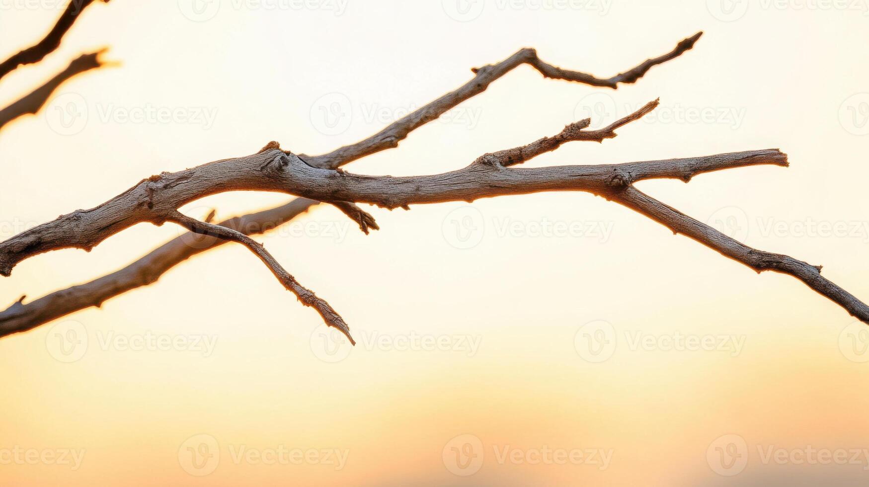 Bare tree branch silhouetted against a muted golden sky creating a sense of stillness and quiet in a minimalistic autumnal scene photo