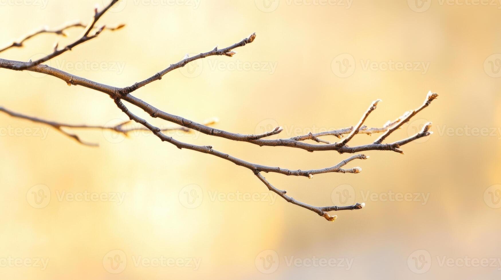 A single bare tree branch reaches into a muted golden sky, silhouetted against the soft autumn light, emphasizing stillness and solitude photo