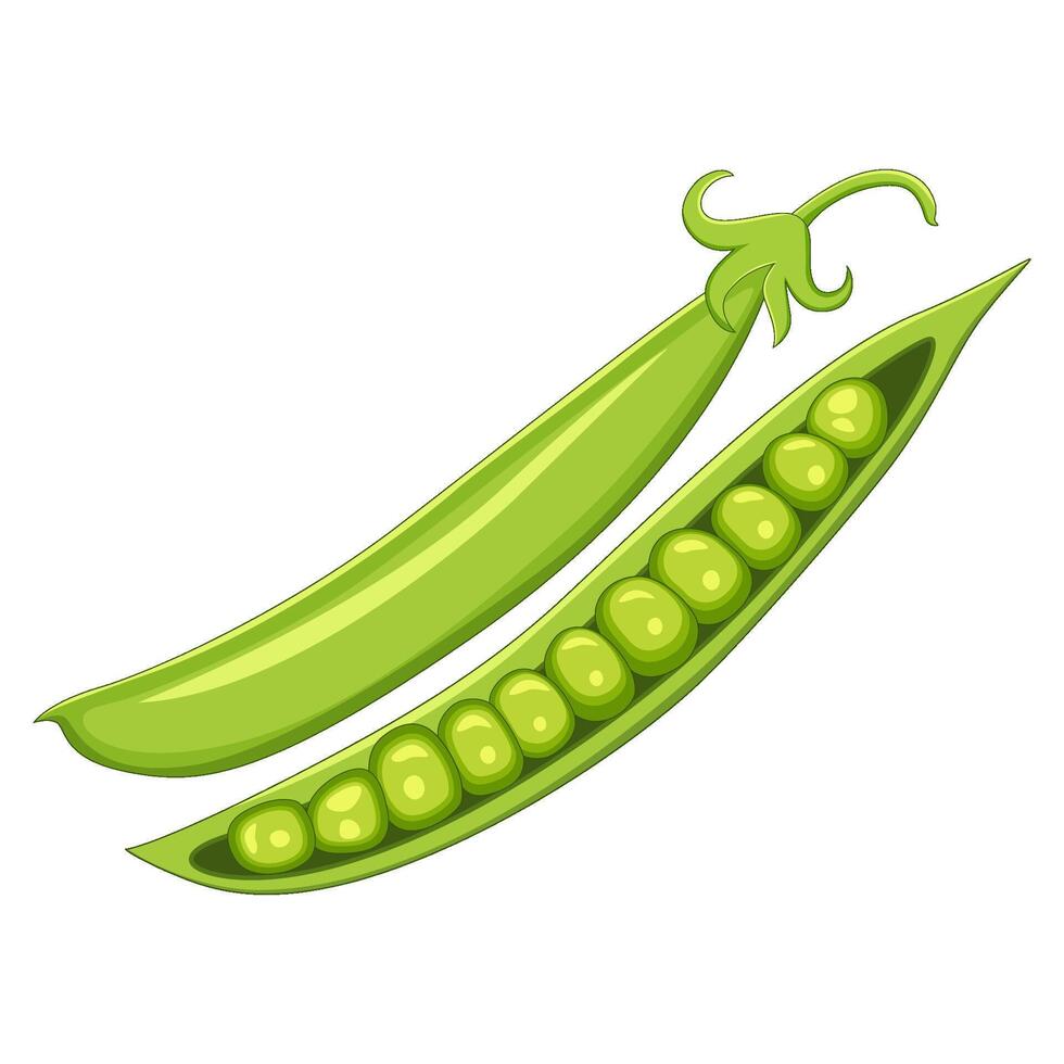 illustration of a whole green peas pod and another split open, revealing fresh vector