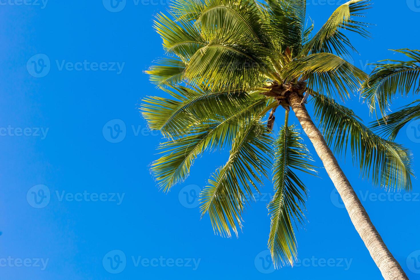 coconut tree, view of a tall coconut tree under a clear blue sky, reflecting a tropical, relaxing atmosphere, perfect for content related to vacation and nature photo