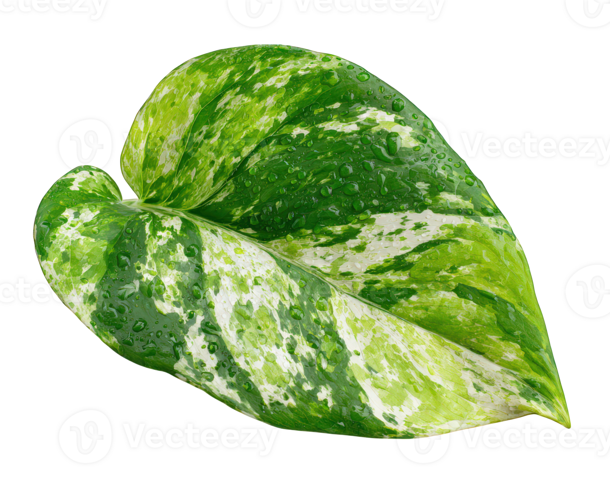 Variegated green leaf with water droplets isolated on transparency background, showing fresh and vibrant natural texture with detailed patterns and moisture png
