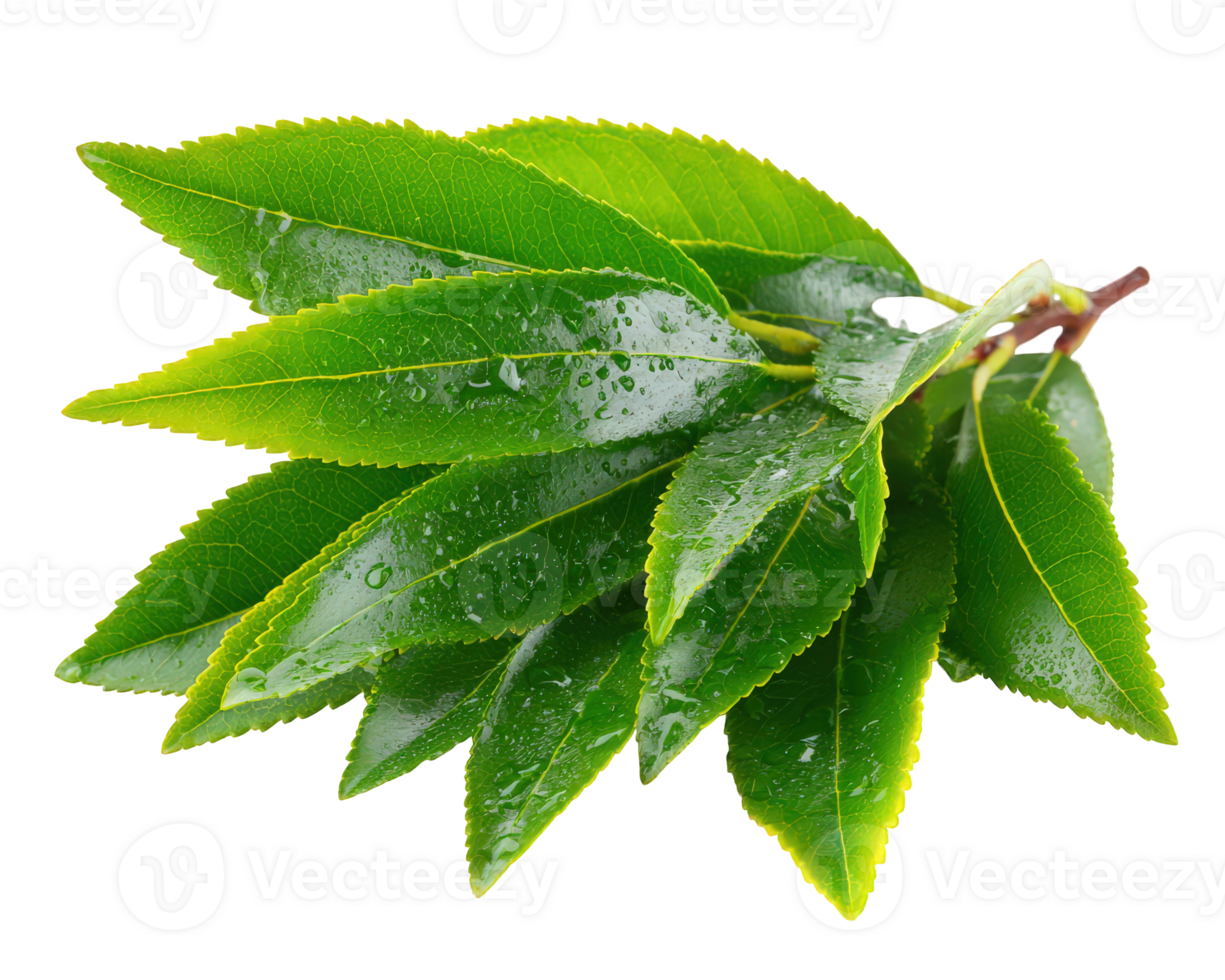 Fresh green leaves with water droplets on surface, isolated on transparency background, showing natural texture and vibrant color, symbolizing freshness and nature png