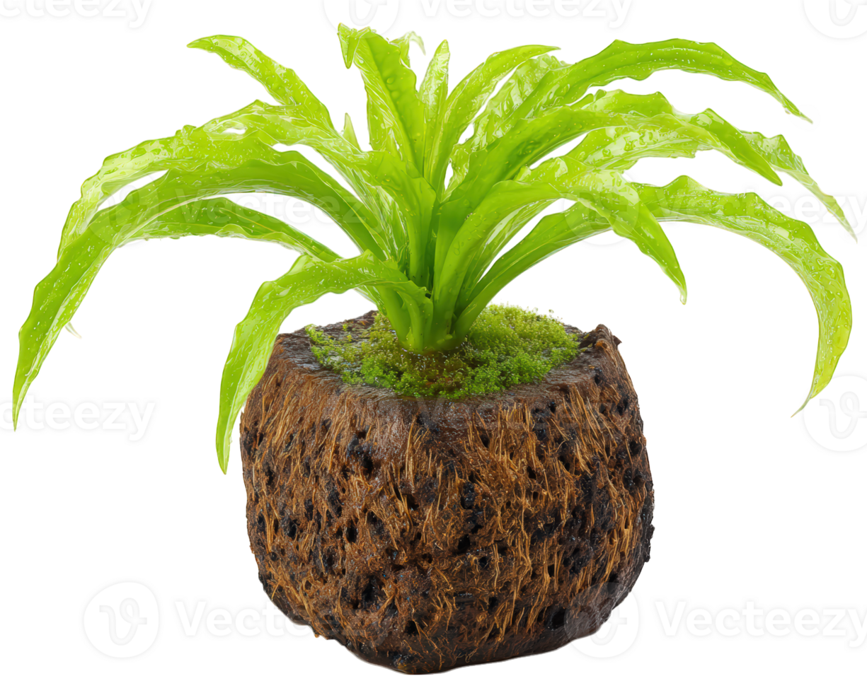 Green plant cutting with wet leaves and moss on soil block isolated on transparency background, fresh and vibrant nature concept png
