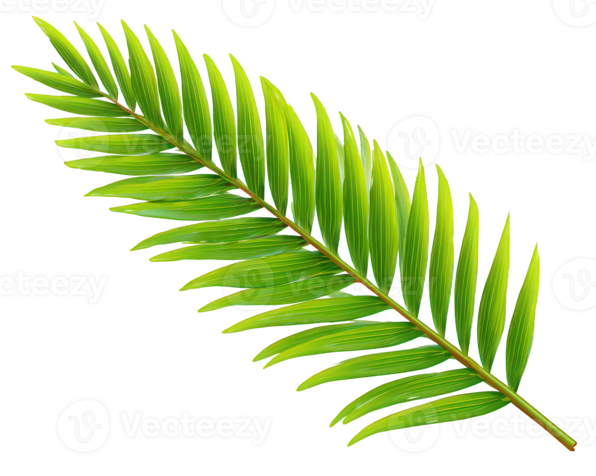 Green palm leaf isolated on transparency background with fresh natural texture and vibrant color, showing detailed tropical plant foliage in bright light png
