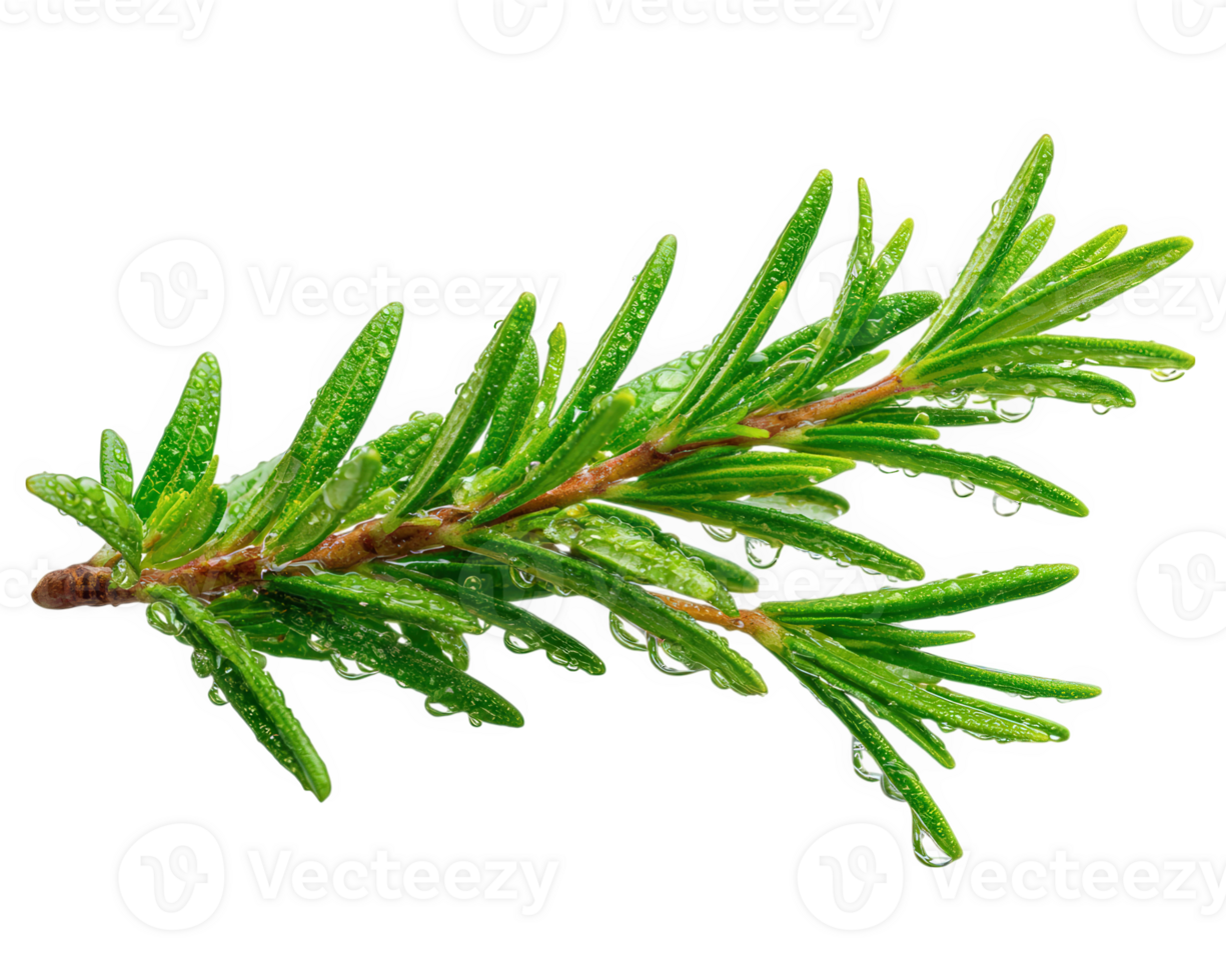 Fresh green rosemary twig with water droplets on leaves isolated on transparency background, showing natural texture and vibrant color in close up view png