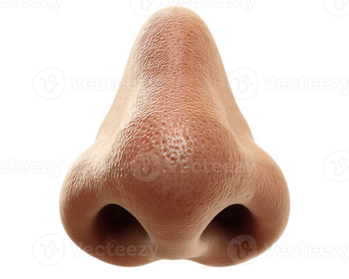 Realistic human nose with detailed texture and color, showcasing unique features and contours. image highlights intricate surface, emphasizing natural appearance and structure png