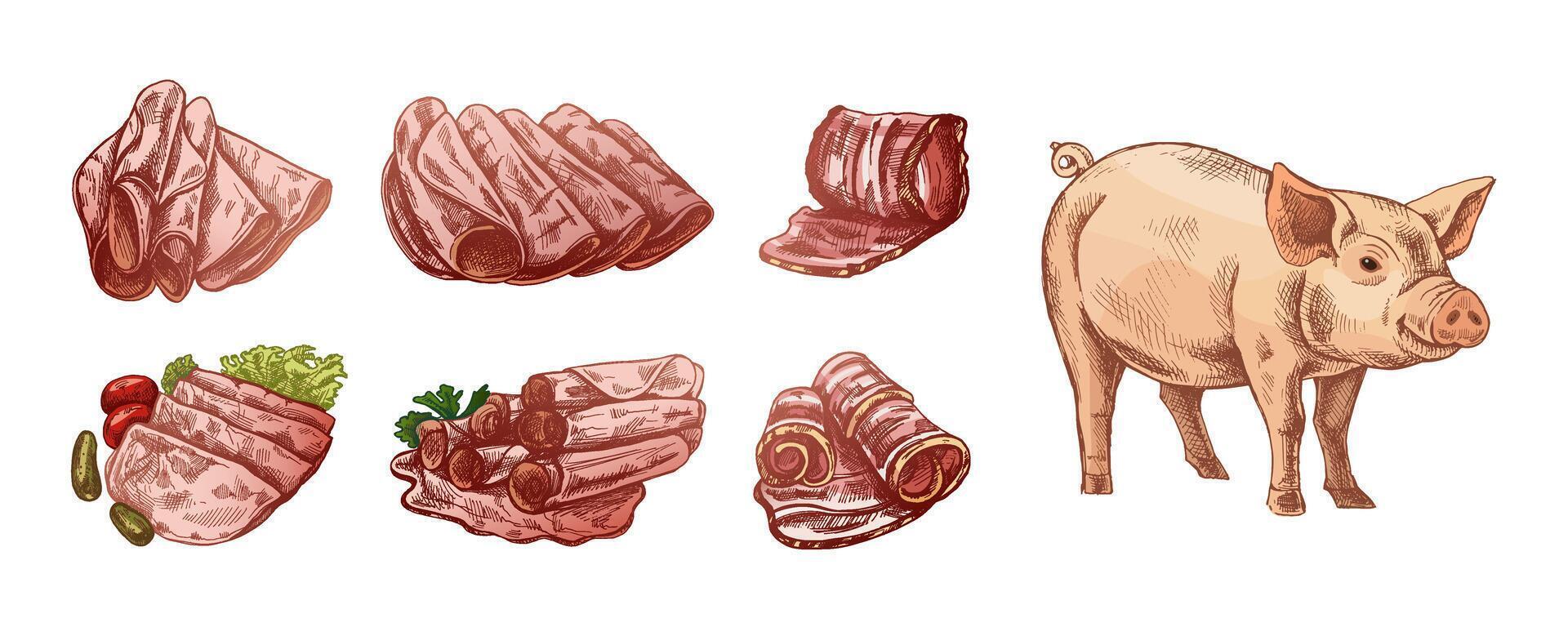 illustration of meat cuts and pig vector