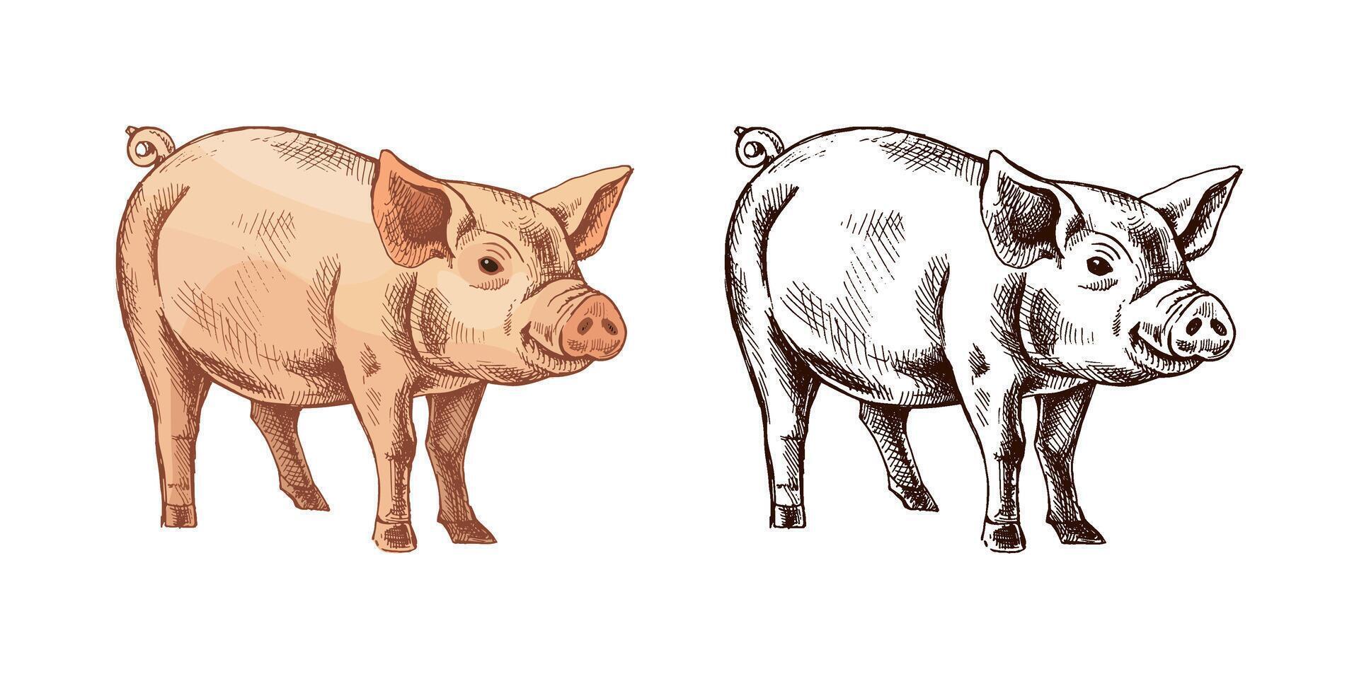 Pig illustration in color and sketch vector