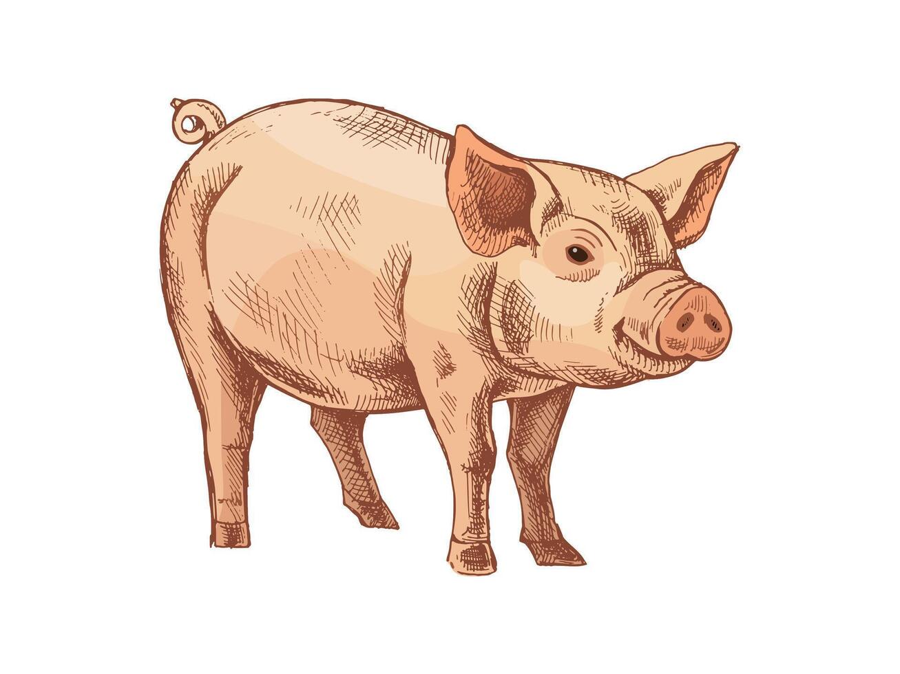 Cute retro illustration of a pig vector