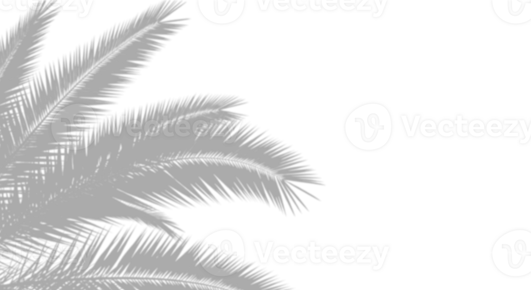 Realistic dense palm tree shadow overlay. Natural tropical foliage silhouette isolated on transparent white background with copy space. Design element for summer spring project png