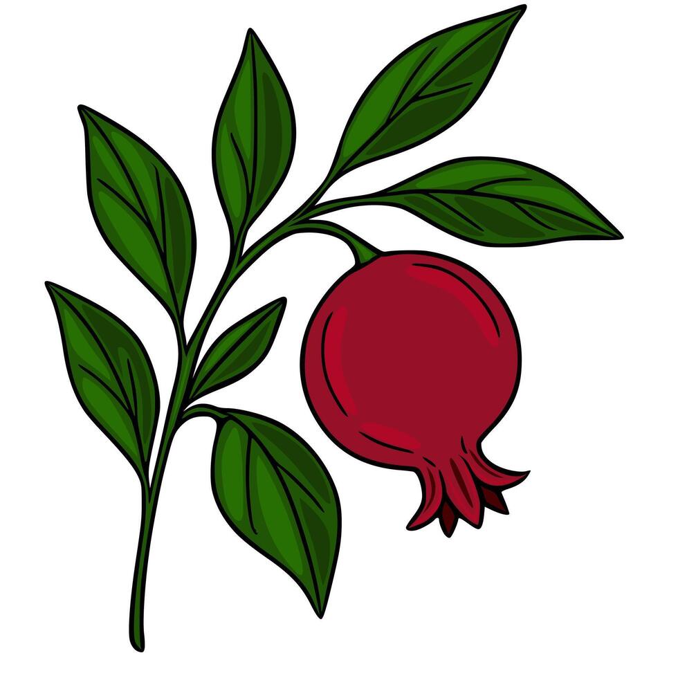 A vibrant illustration of a single pomegranate fruit on a branch with lush green leaves, showcasing a handdrawn style with bold outlines and rich color gradients. vector