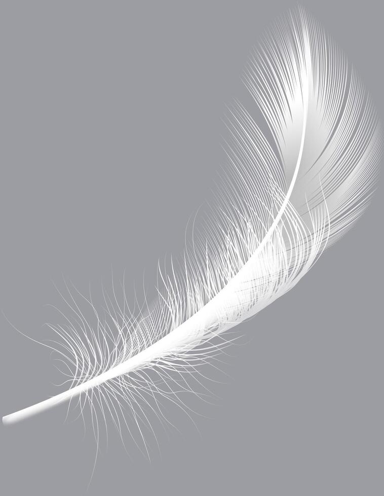 Floating gracefully, a white feather with soft, delicate plumage rests on a neutral gray background, crafting a serene and minimalist composition that evokes feelings of purity and tranquility vector