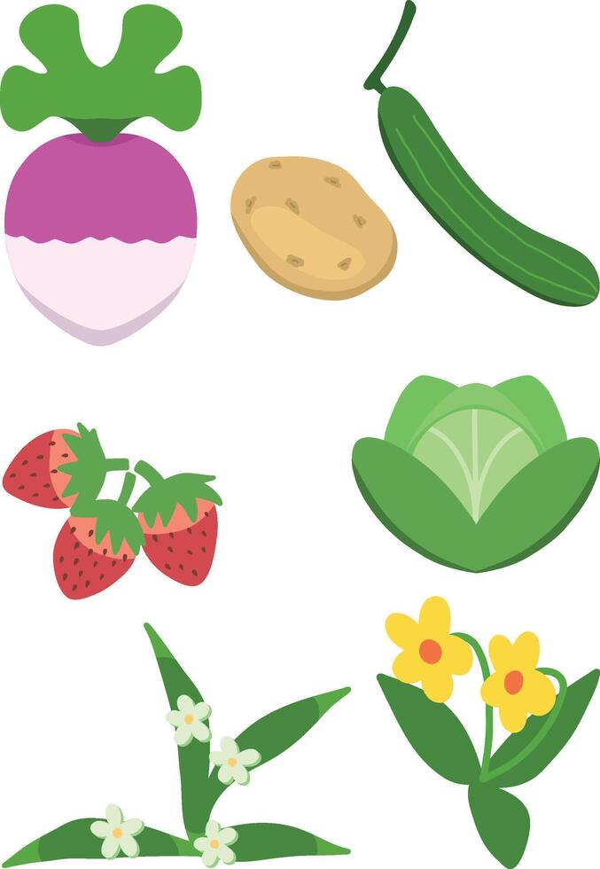 Spring crops vegetable collection of turnip, potato, cucumber, strawberry, cabbage, toy flower, moon drop flower editable design illustration vector