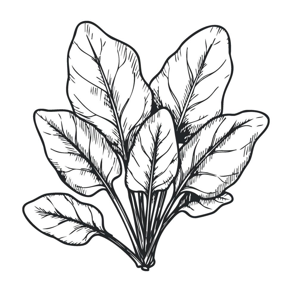 Hand-drawn spinach leaves illustration in ink with detailed linework and shading vector