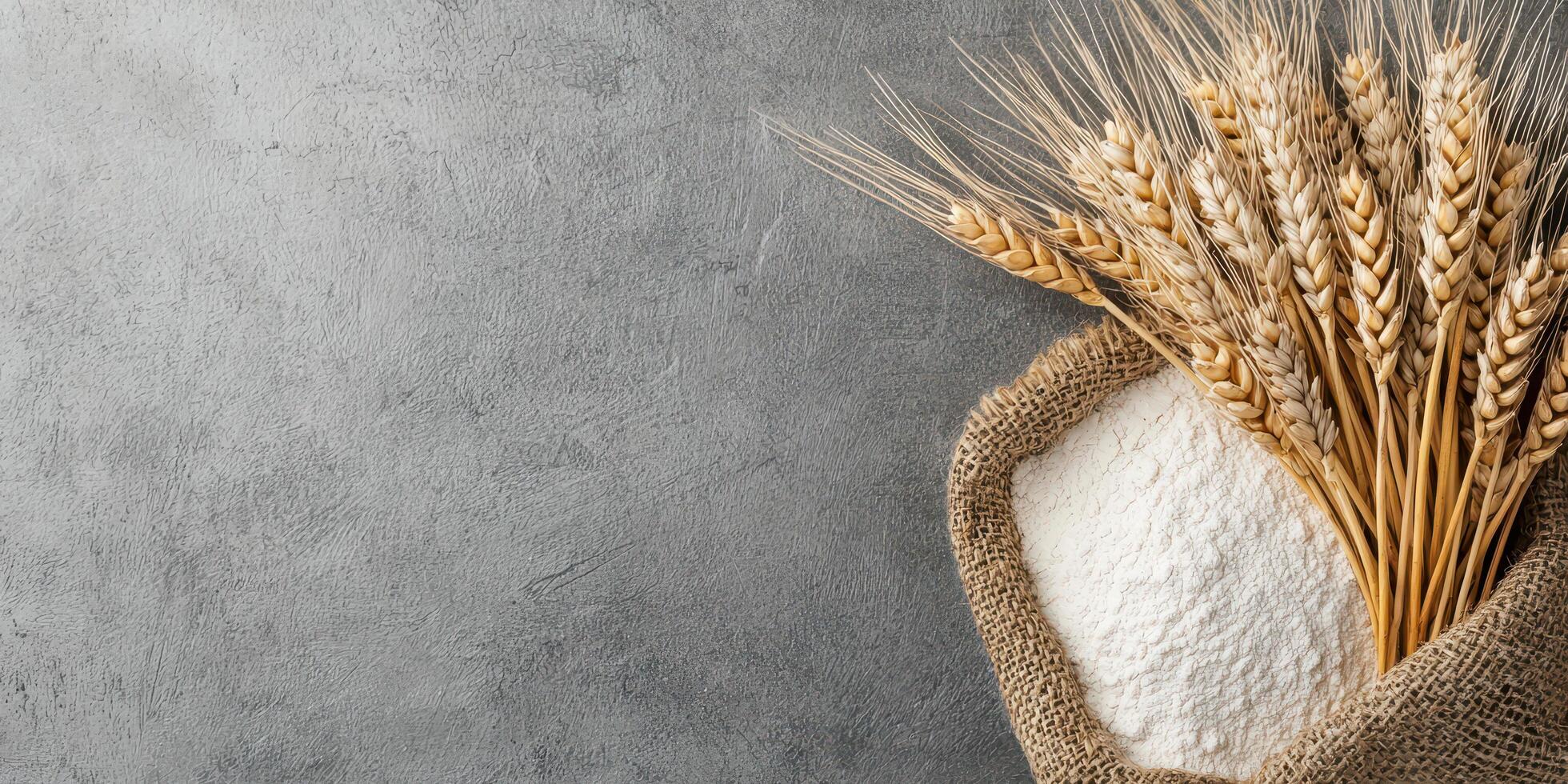 Raw wheat kernels with flour dusting in burlap sack on gray textured background, natural and rustic food concept photo