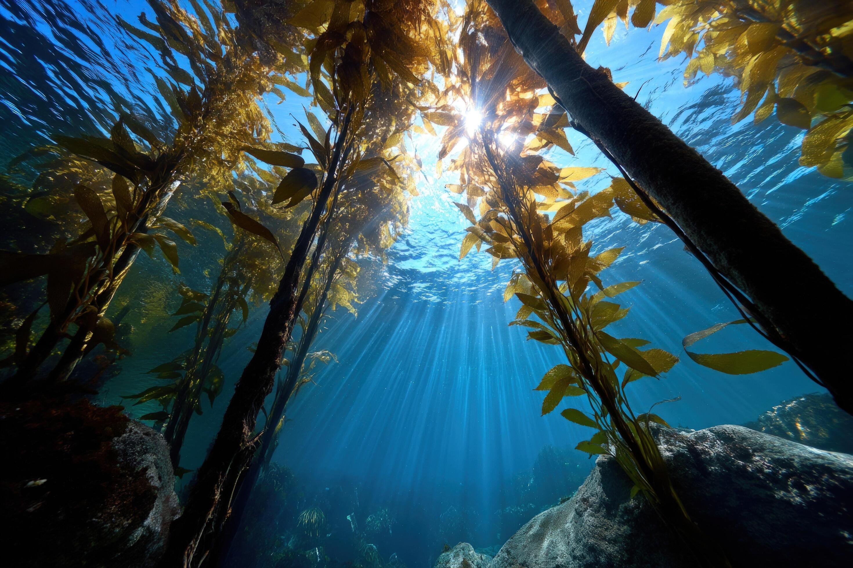 Kelp forest grows underwater as sun shines from above. Stock