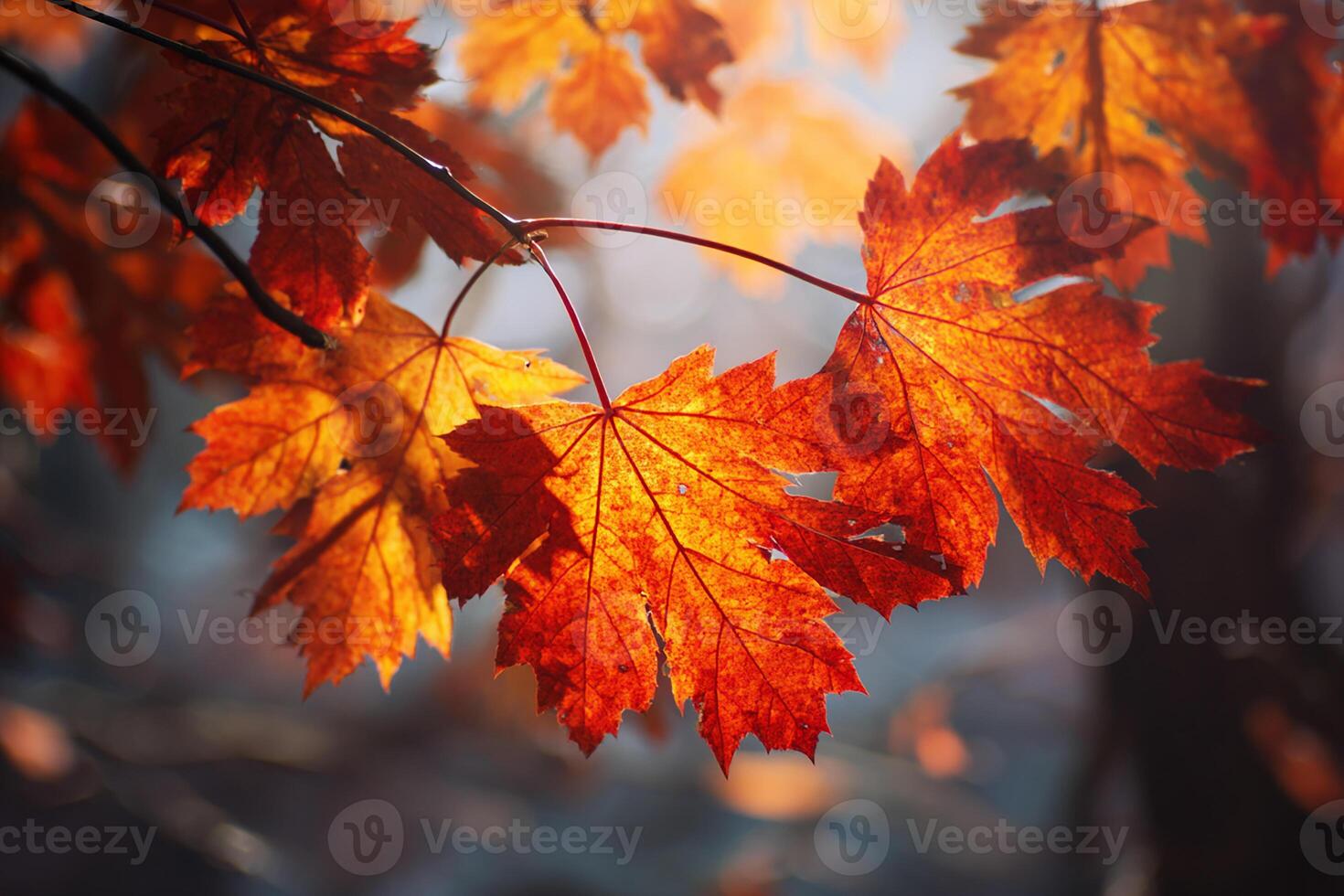 「Between Maple and Chestnut」写真集 Maple/ Norwegian Sunset - Pine Lane Nursery