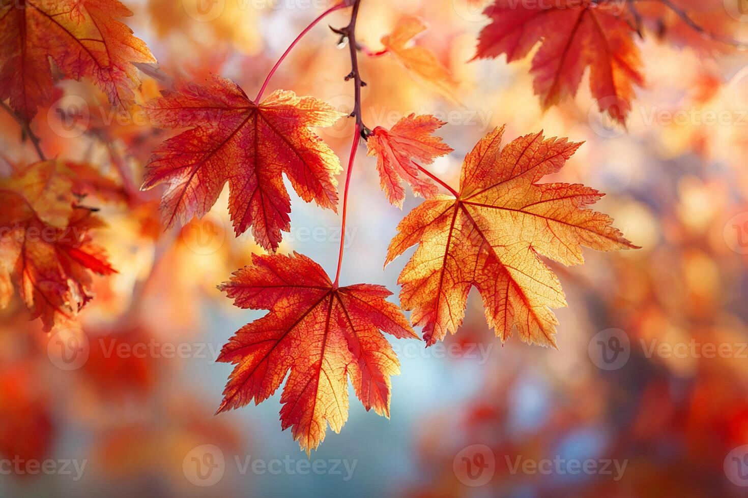 「Between Maple and Chestnut」写真集 raw_challenge_ #flash_leaves062 . ✨ Featured Artist