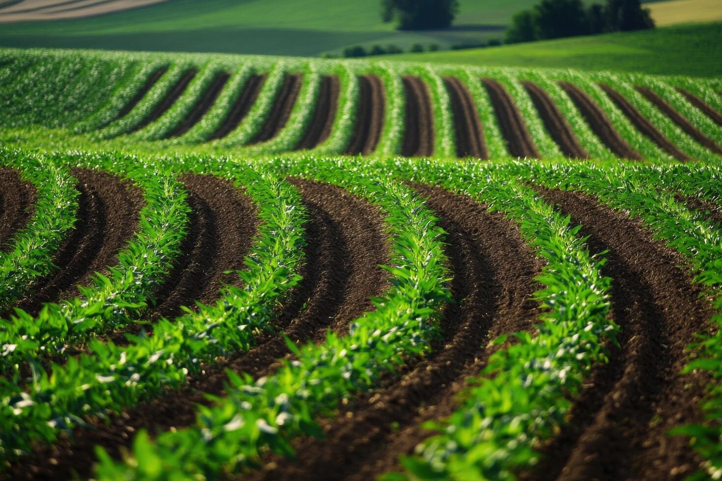 A field of corn with rows of green plants photo