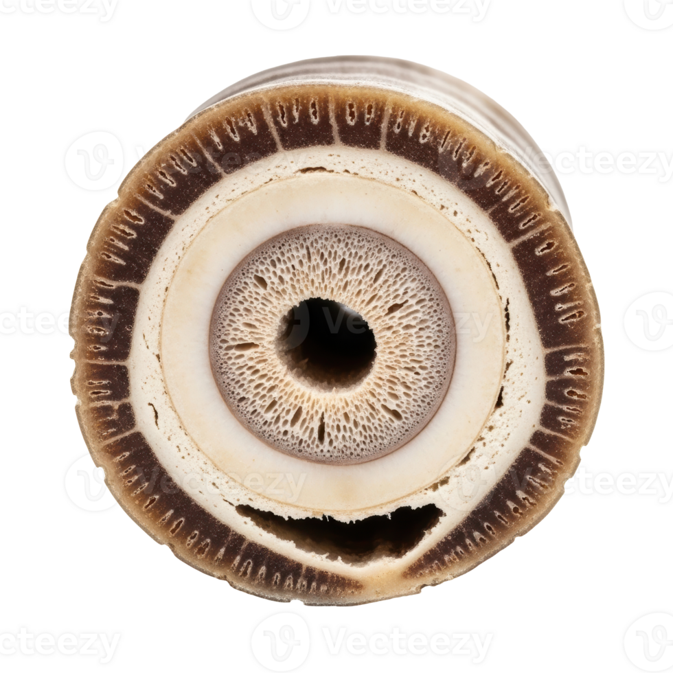 A detailed cross section of a natural object displays intricate concentric layers and a porous core, highlighting organic textures and biological patterns. png