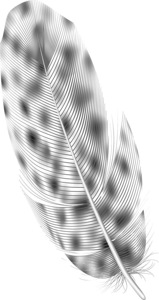 Silver feather with delicate lines and soft texture isolated on a white background, creating a striking contrast and highlighting the intricate details of its structure vector
