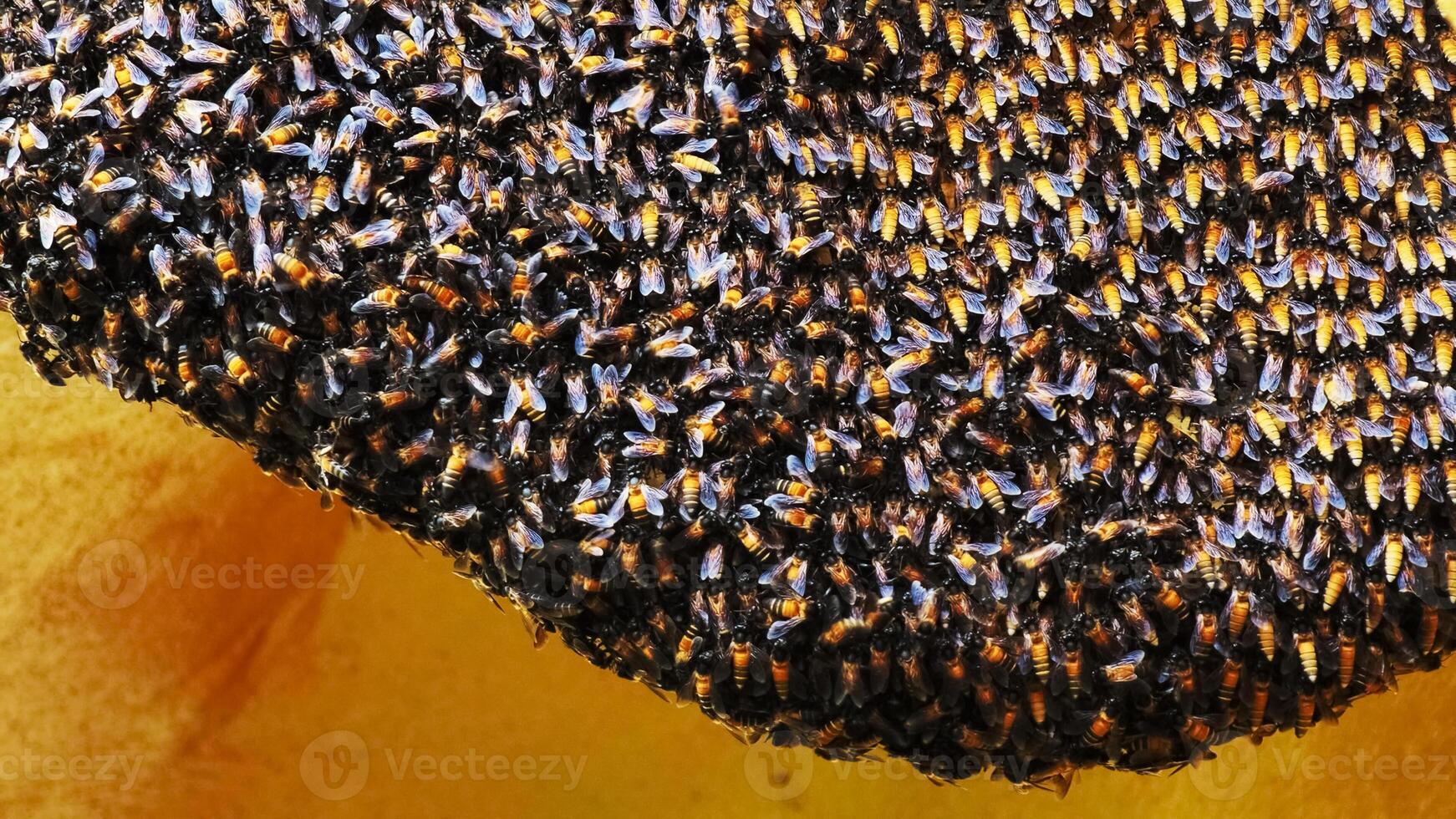 Close-Up of a Dense Swarm of Bees on a Honeycomb in a Beehive Capturing the Intricate Patterns of Nature photo
