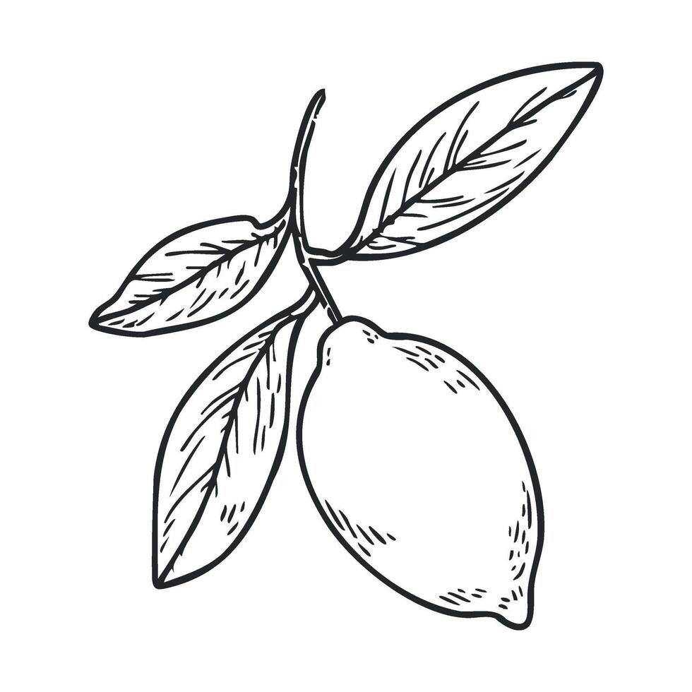 Fresh lemon branch with leaves and hand drawn style design elements vector