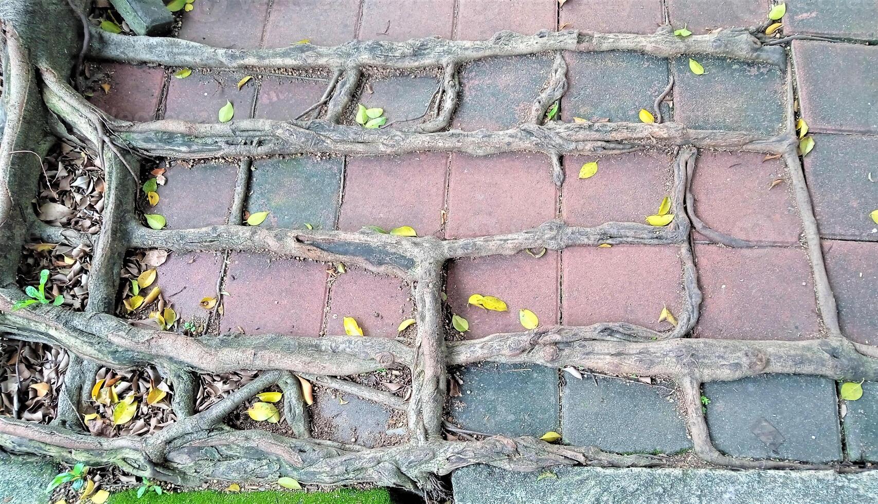Tree roots creep across the sidewalk tiles forming a unique and symmetrical natural pattern, creating a contrast between nature and man made photo