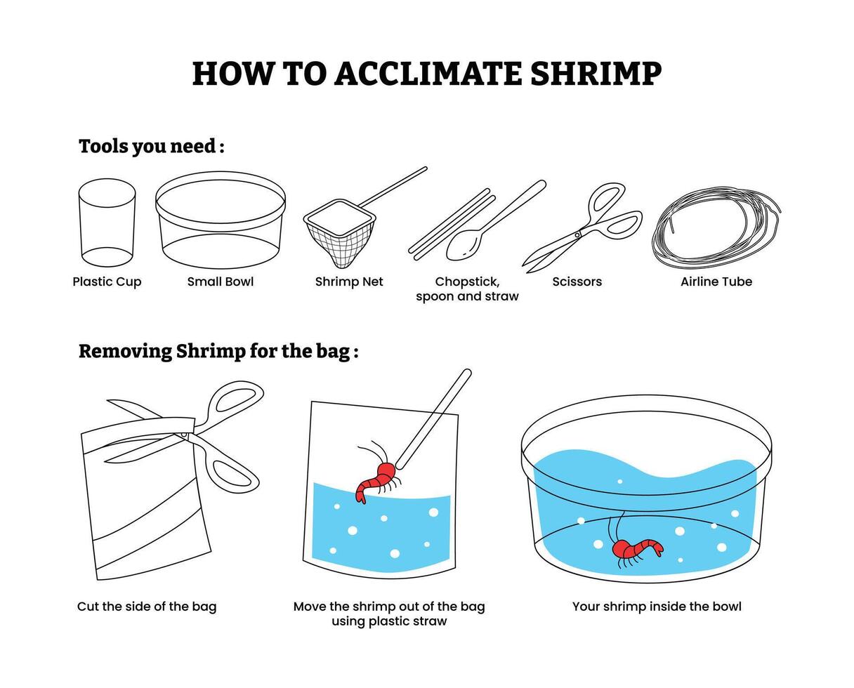 Steps to acclimate shrimp safely vector