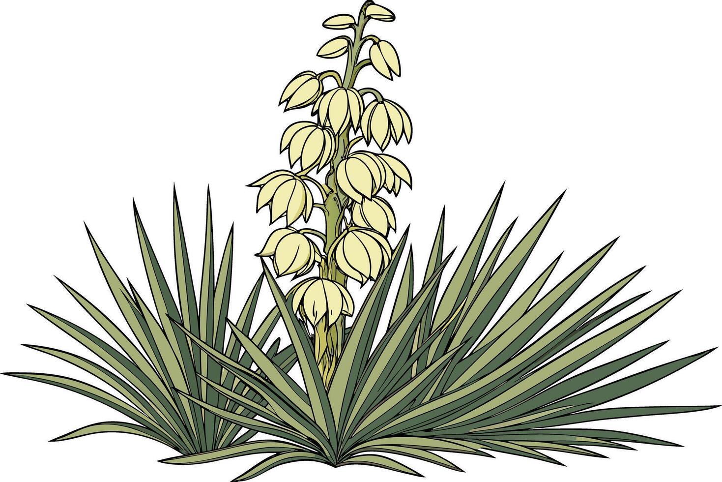 Stunning yucca image with spiky leaf structure Natural yucca illustration showing plant details vector