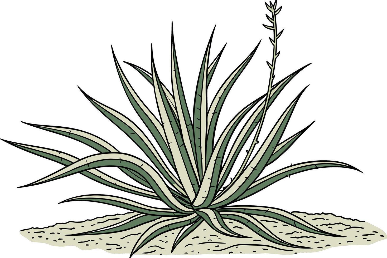 Lifelike yucca drawing in natural colors High quality yucca design for garden projects vector