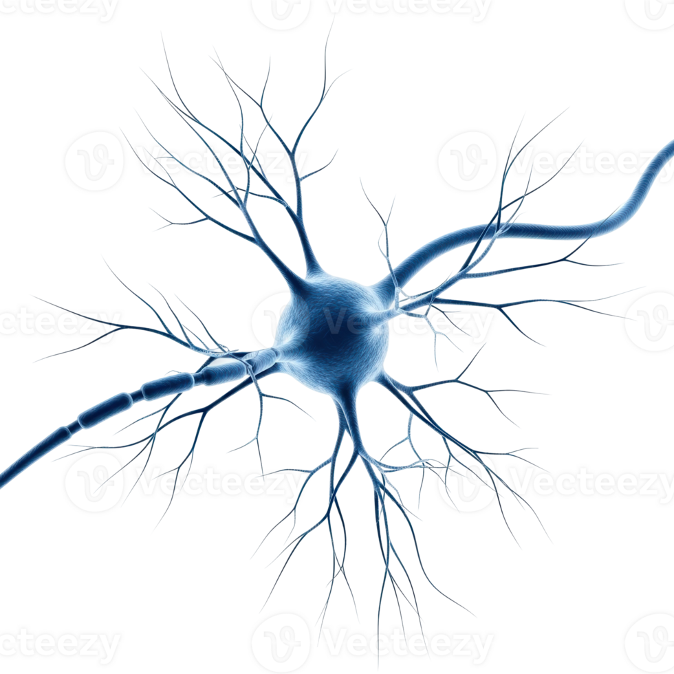 Visual representation of a human nerve cell, highlighting its complex dendrites, cell body, and axon. Perfect for educational materials on the brain and nervous system. png