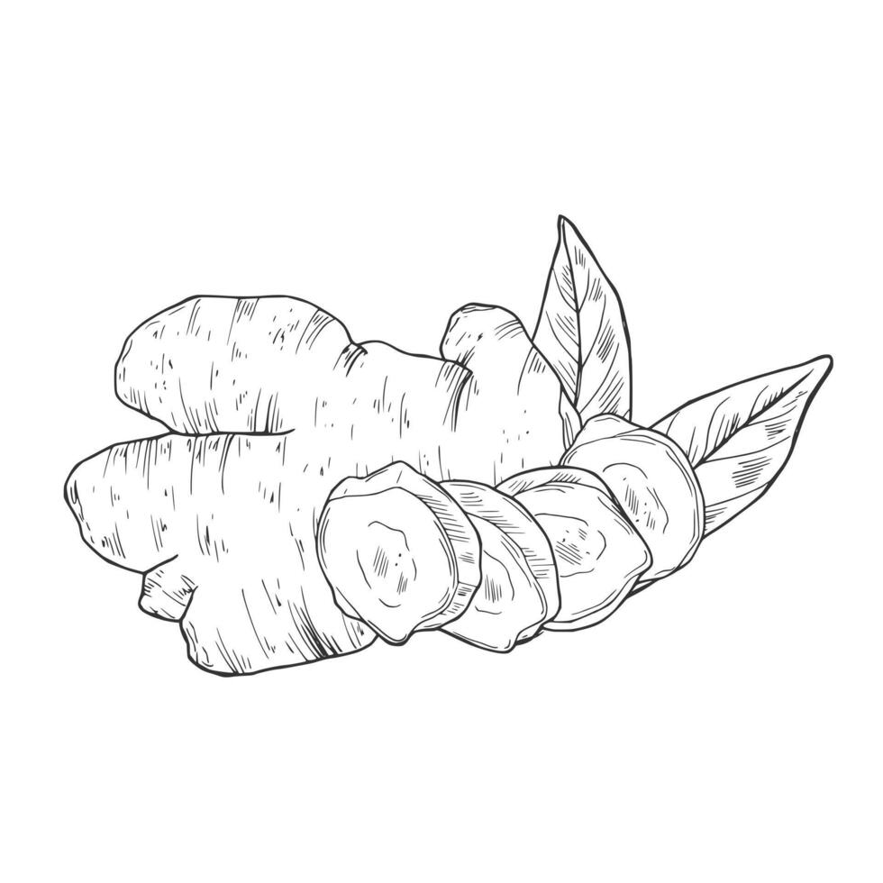 collection of hand-drawn ginger. Sketches from the root, flower and leaves of ginger. Cut pieces. The style of engraving. Isolated objects on a transparent background. vector