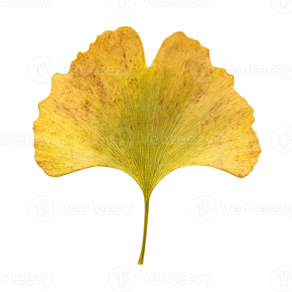 Macro Ginkgo Leaf Displaying Smooth Edge and Subtle Bilobed Contour Under Soft Studio Light, Isolated png