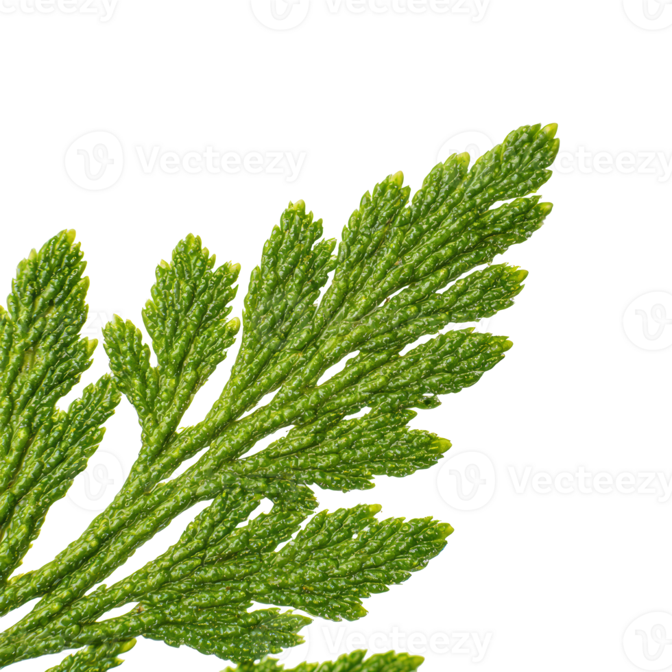 Macro Cedar Leaf Showing Dense Scale Pattern and Deep Pine Green Color Under Soft Studio Light, Isolated png