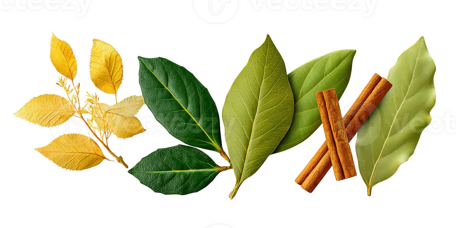 Spice Leaf Trio Displaying Subtle Vein Patterns and Rustic Color Blend Under Soft Light, Isolated png