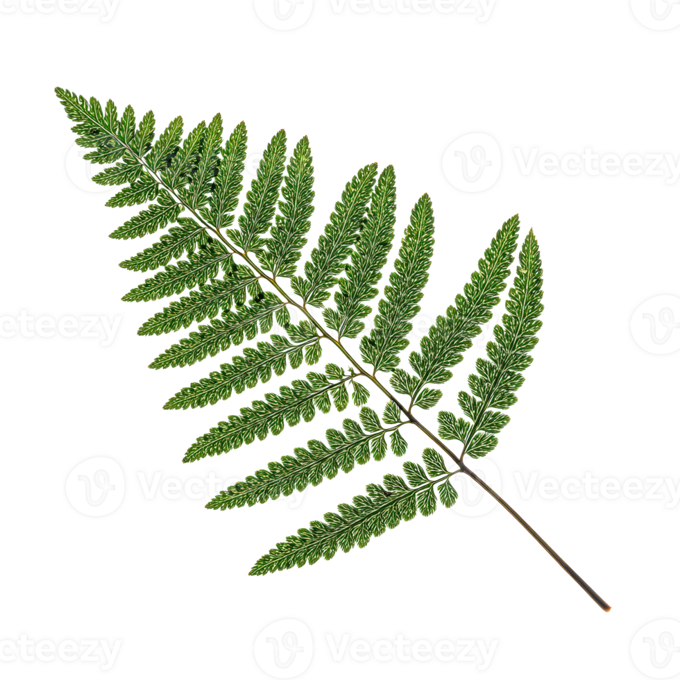 Centered Fern Leaf Displaying Glossy Surface and Delicate Pinnate Pattern for Spa Branding, Isolated png