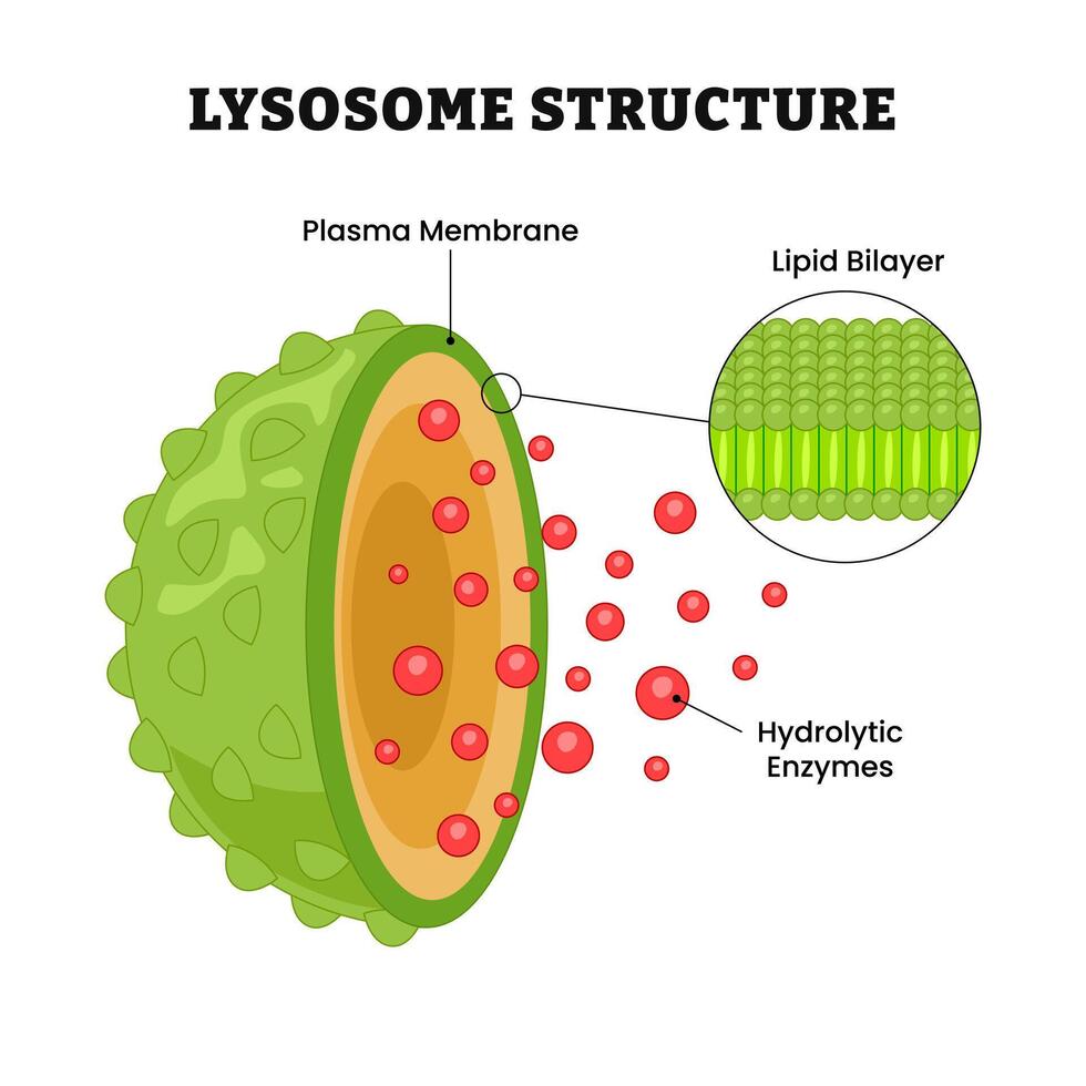 Lysosome structure diagram with labels vector