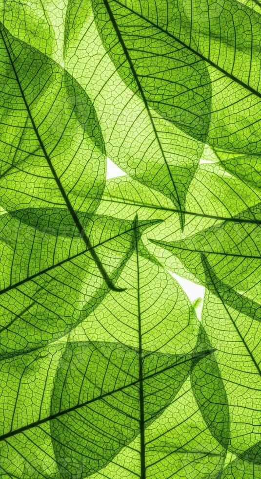 Closeup view of overlapping green leaves with intricate vein patterns photo