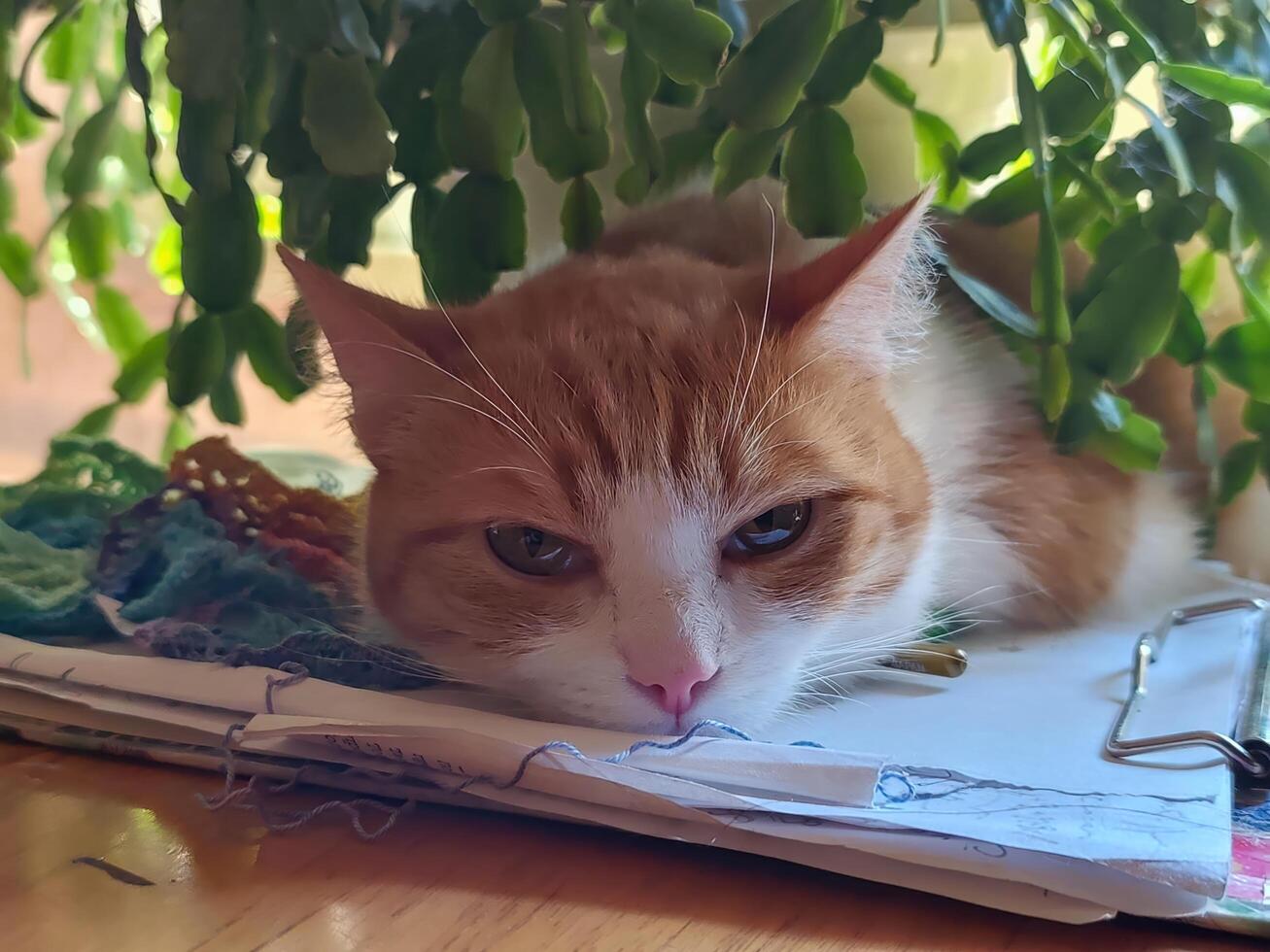 A cat is laying on top of a stack of papers. The cat is looking at the camera with a frown on its face photo