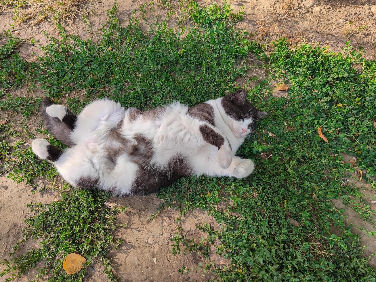 A cat is laying on the grass, looking up at the camera. The cat is white and black, and it is relaxed and content photo