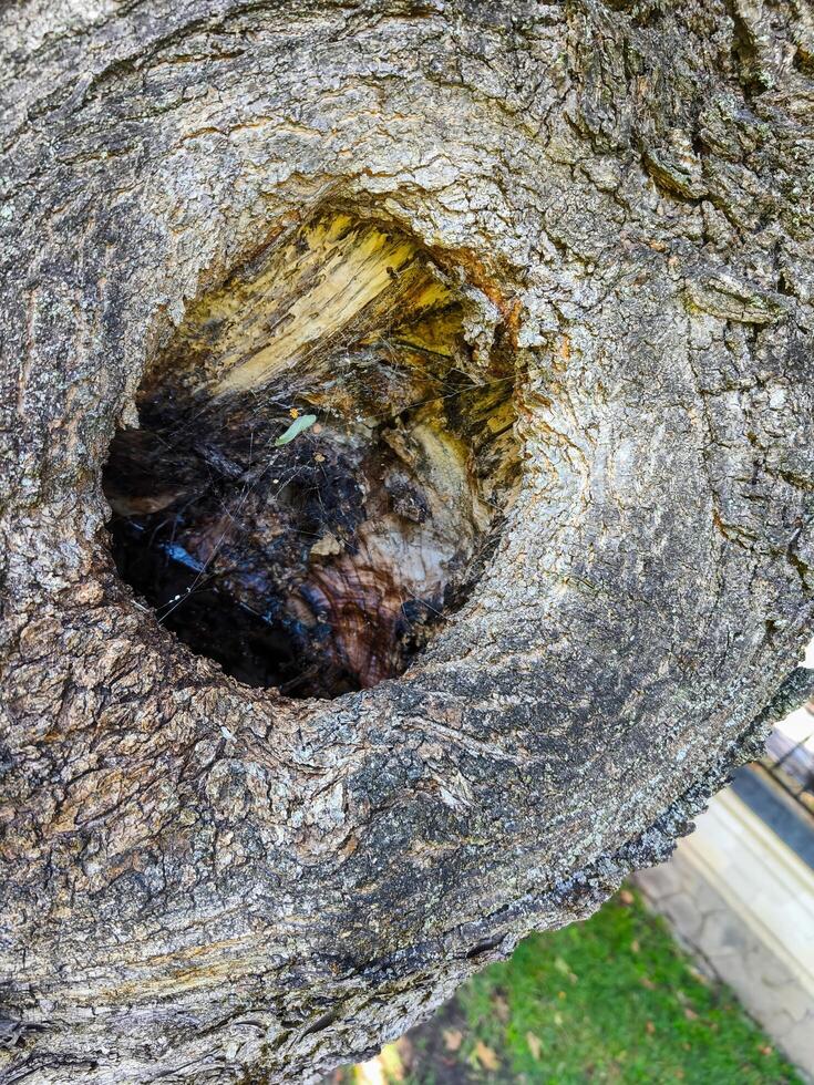 A tree stump with a hole in it. The hole is small and has a green leaf in it. The stump is surrounded by grass and has a brownish color photo