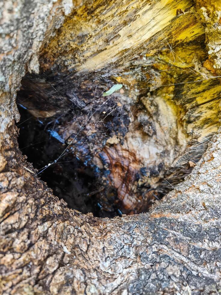 A small hole in a tree trunk with a spider web inside. The spider web is located in the center of the hole photo