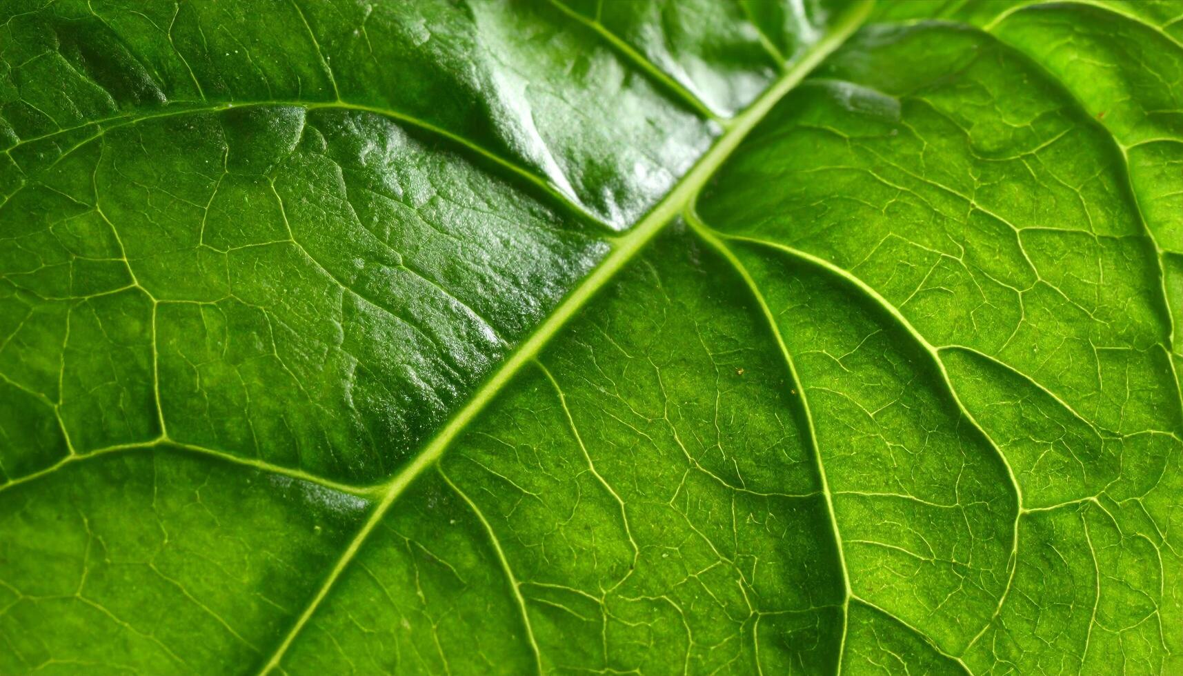 Luminous Green Leaf, A Detailed Macro View of Its Intricate Vein Network photo
