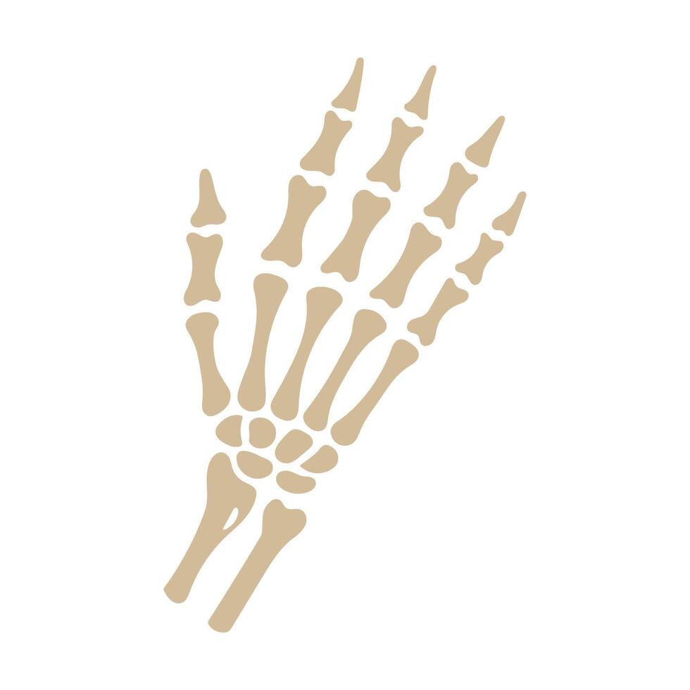 A skeleton hand is shown in a white background. The skeleton hand is shown in a very detailed manner, with each bone clearly visible. Concept of fragility and mortality vector