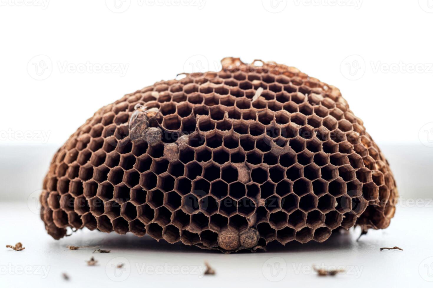Detailed view of an abandoned wasp nest with hexagonal cells and remnants photo
