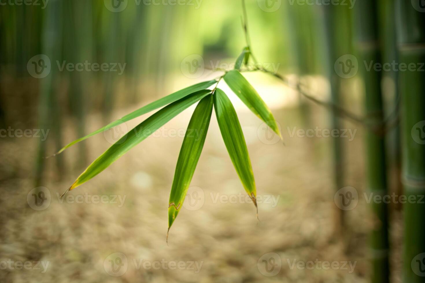 Bamboo Grass Stock Photos, Images and Backgrounds for Free