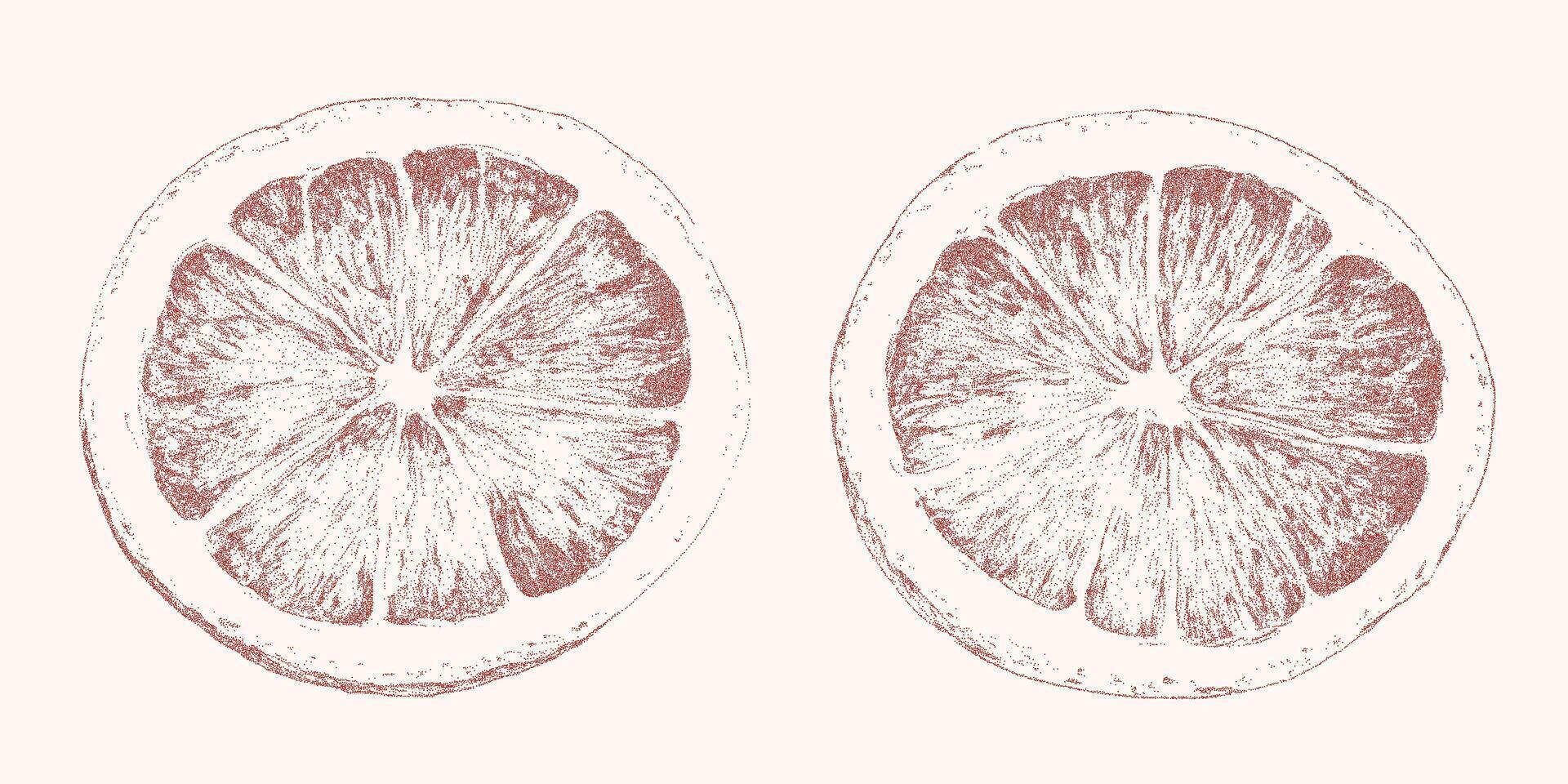 Two halves of grapefruit. Single textured form with paper grain, halftone threshold and faint scratches. vector