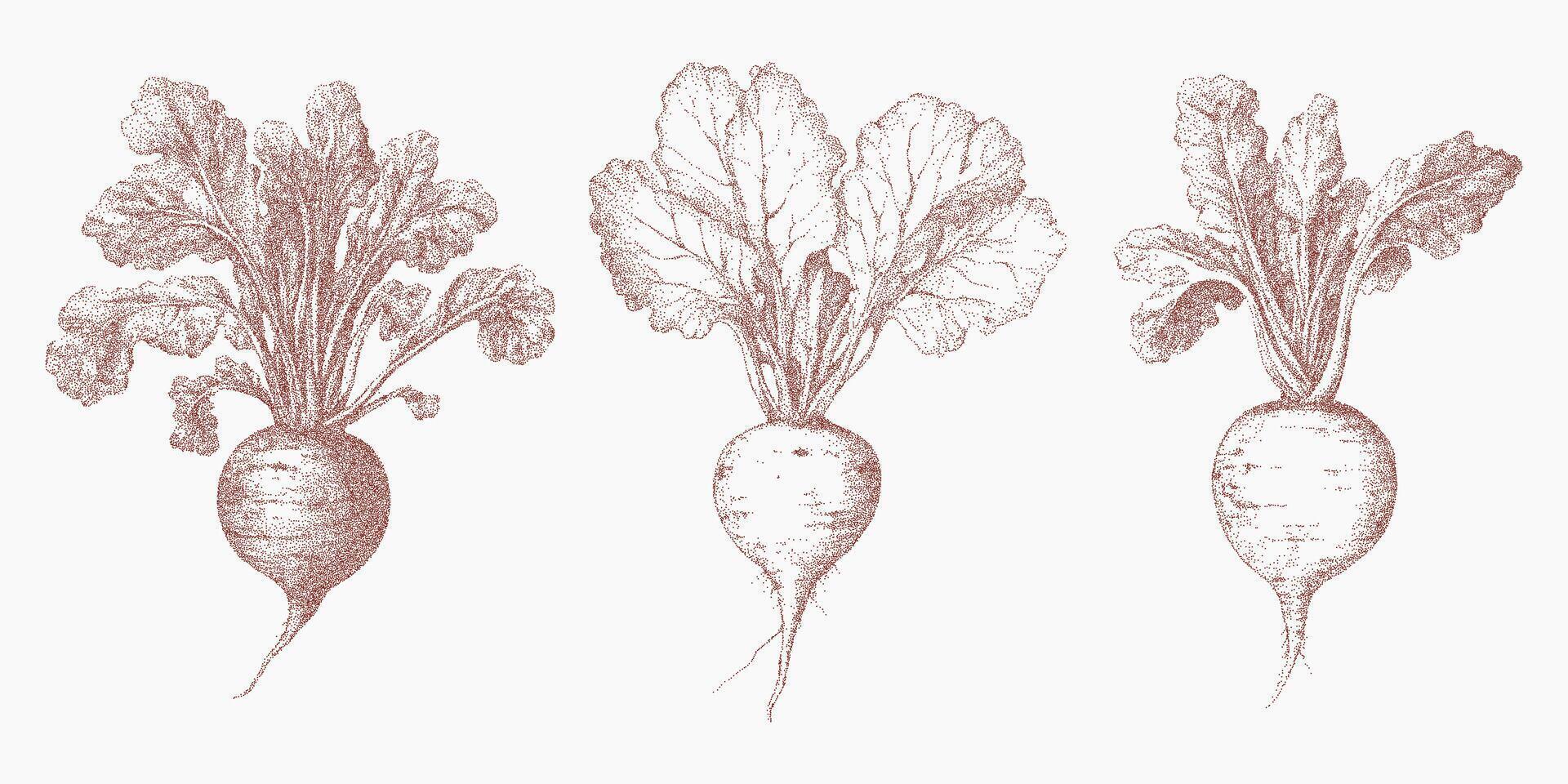 Set of three root vegetables, eco. Grainy shape with rough threshold shading, soft grit pattern and distressed ink overlay. Speckled dust and subtle grunge texture. vector
