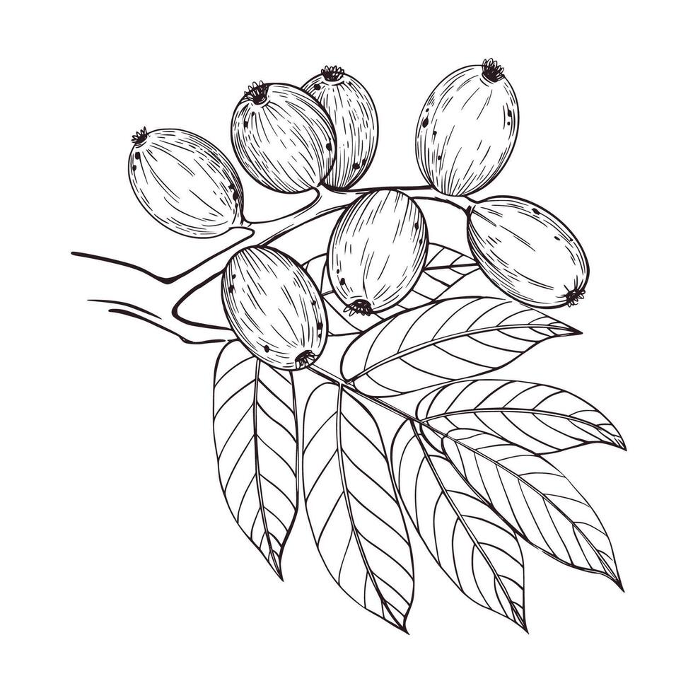 illustration of a green walnut on a branch with leaves. All objects are hand-drawn in ink and converted into . For printing on product packaging, cosmetics, fabric and paper vector
